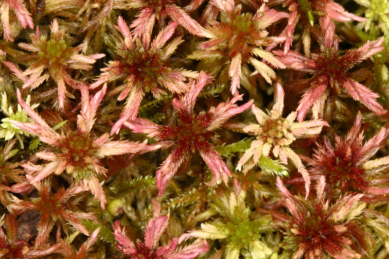 Sphagnum warnstorfii